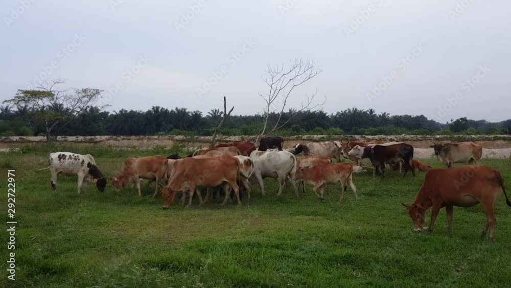 Two cows fight each other while the other eating grass at malay kampung, Penang, Malaysia in the morning. Two cows fight each other while the other eating grass at malay kampung, Penang, Malaysia in the morning.