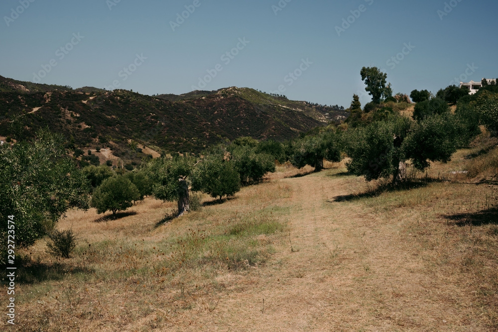 olive trees and fields in Greece. Olive plantation olive trees and fields in Greece. Olive plantation