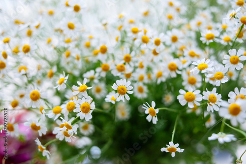 daisies in a field