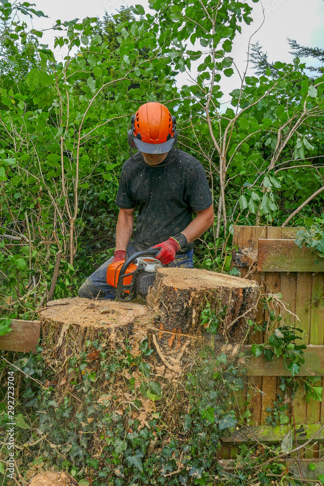 Arborist or Tree Surgeon wearing safety equipment using a chainsaw to ...