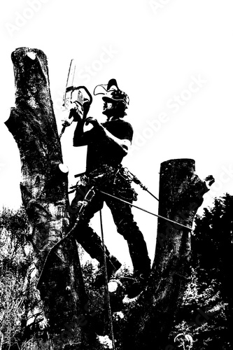Black and White image of an Arborist or tree surgeon roped to a tree and using a chainsaw