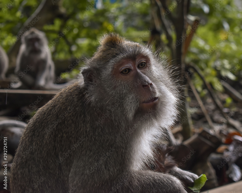 Obraz premium Monkey Forest, Bali, Indoesia