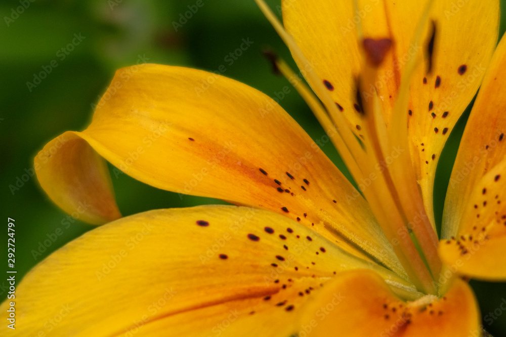 Lily petals. Yellow flower closeup.. Lily petals. Yellow flower closeup..