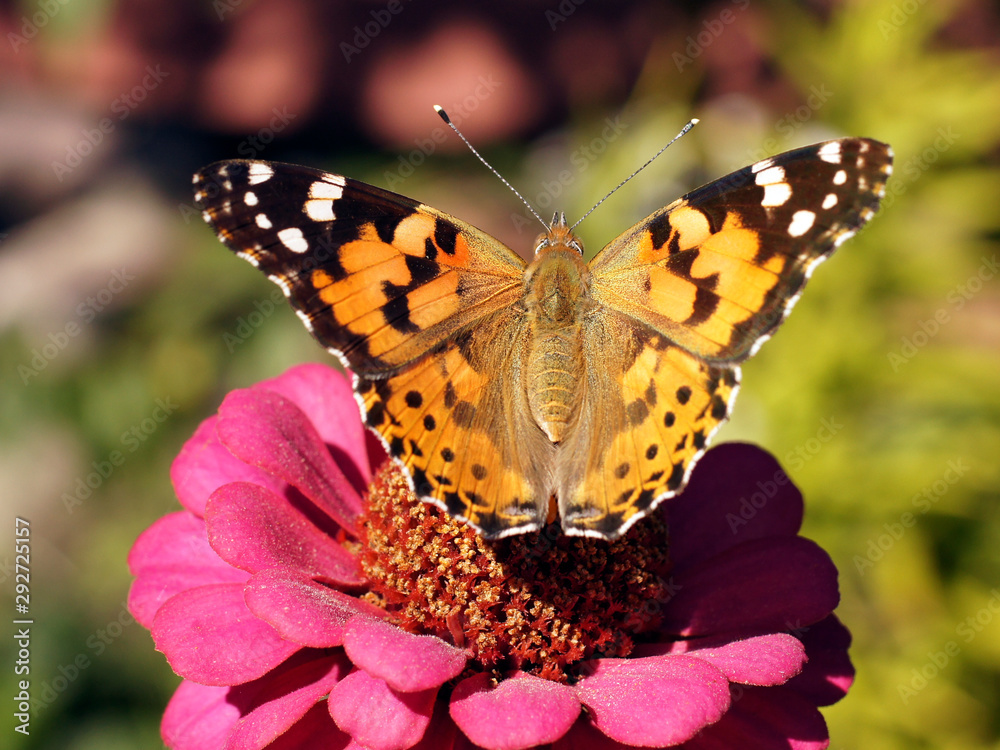 Obraz premium SONY DSC