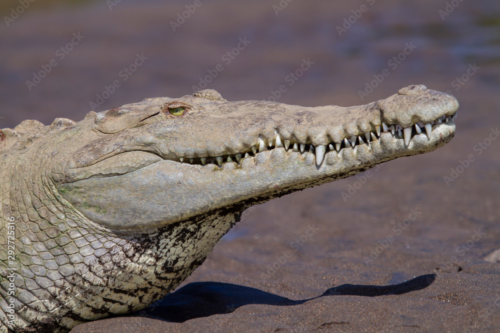 Obraz premium Menacing American Crocodile on river bank