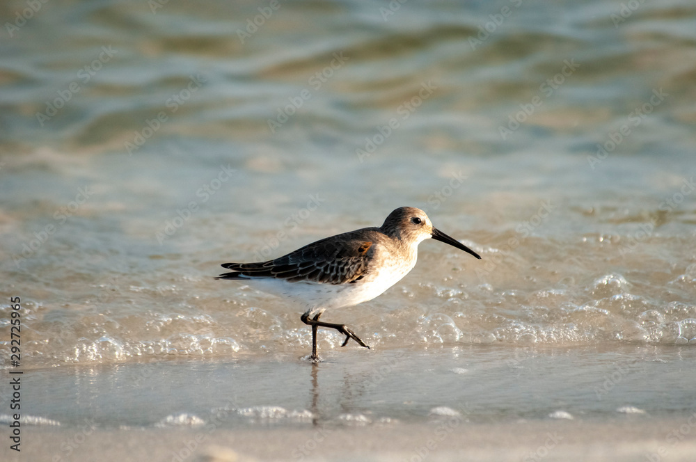 Dunlin on the move Dunlin on the move