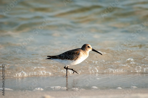 Dunlin on the move
