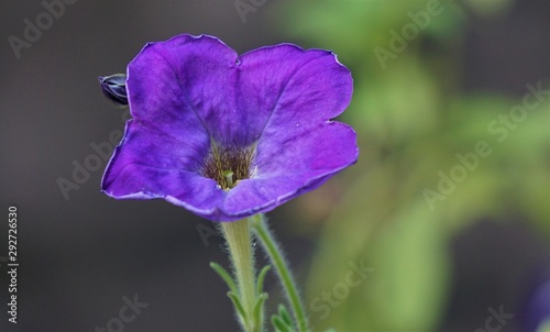 Purple flower isolated on blurred background
