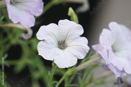 close-up beautiful light purple flowers with leaves.
