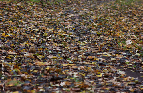 beautiful autumn background of fallen aspen leaves