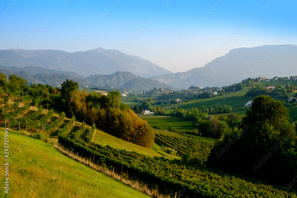 Vineyards near Vittorio Veneto, Italy