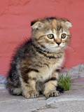 Photos of beautiful kittens