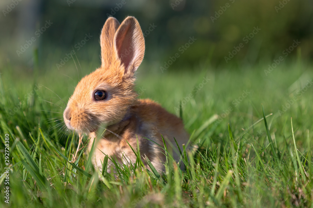 A Baby Bunny Plays on Green Grass A Baby Bunny Plays on Green Grass