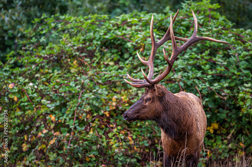 Roosevelt Bull Elk Standing in Front of Green Vines