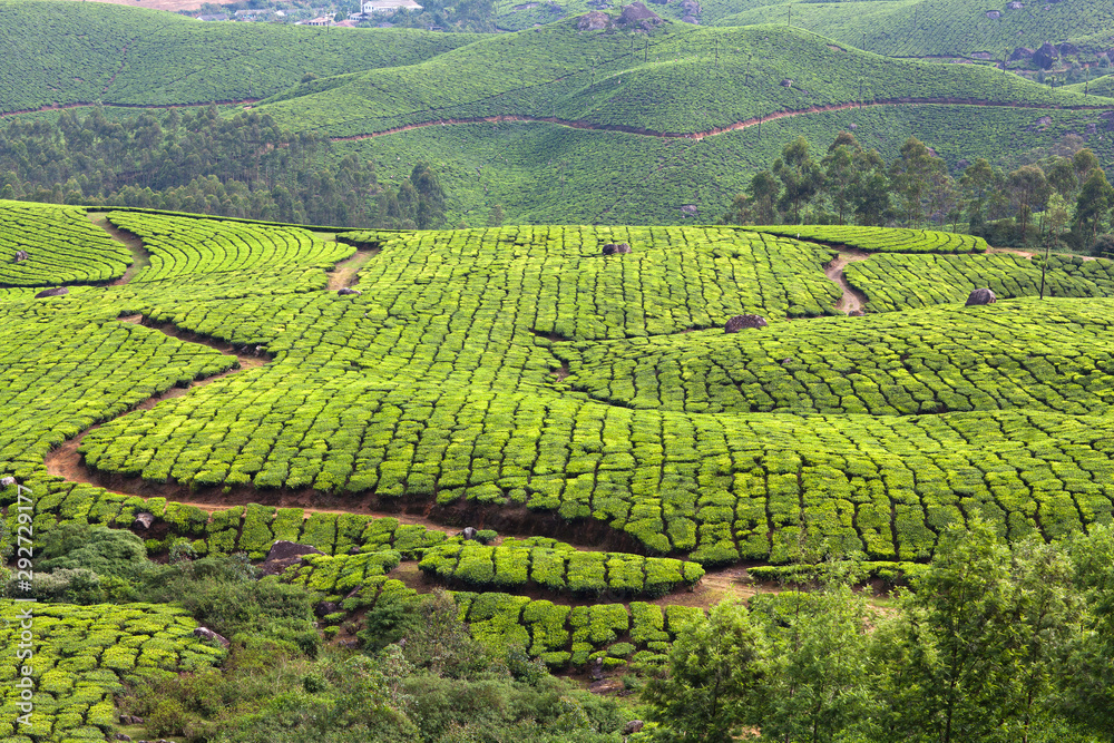 Green tea plantations in Munnar, Kerala, South India