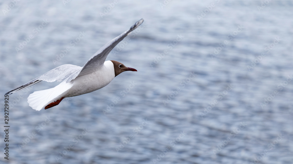 White seagull soars above the surface of the water. Blurred background. White seagull soars above the surface of the water. Blurred background.