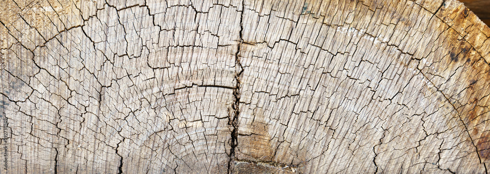 Fototapeta premium cut of a old tree, panorama view of Section old tree, section of wood 