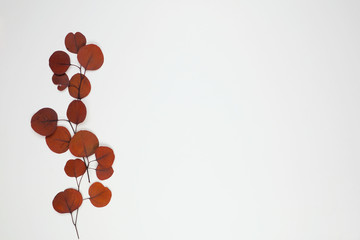 Autumn red brown eucalyptus leaf branch on a white background. Side border arrangement with copy space.