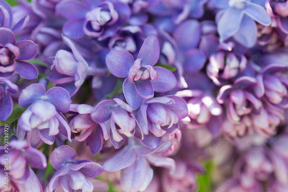 Bright lilac flowers close up on a Sunny spring day in a city Park. Moscow, Russia Bright lilac flowers close up on a Sunny spring day in a city Park. Moscow, Russia