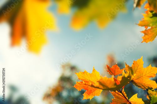 Yellow autumn maple leaves in a forest against the sky. Selective focus  vintage filter. Beautiful autumn nature background