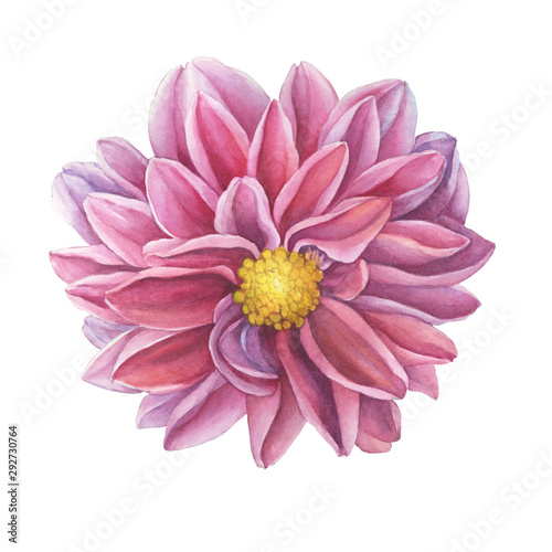   loseup pink Dahlia flower. Watercolor hand drawn painting illustration isolated on white background.