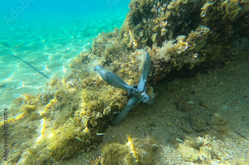 Anchor hooked up on the beautiful underwater rock