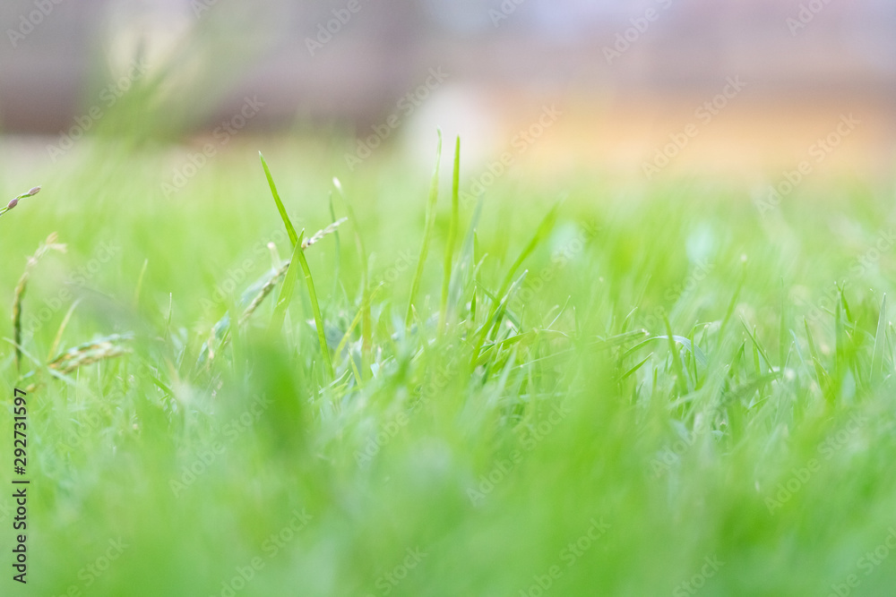 Green grass in the afternoon Green grass in the afternoon