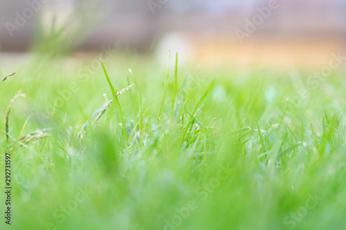 Green grass in the afternoon