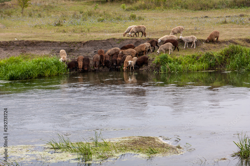 A flock of sheep at a watering place. A flock of sheep at a watering place.