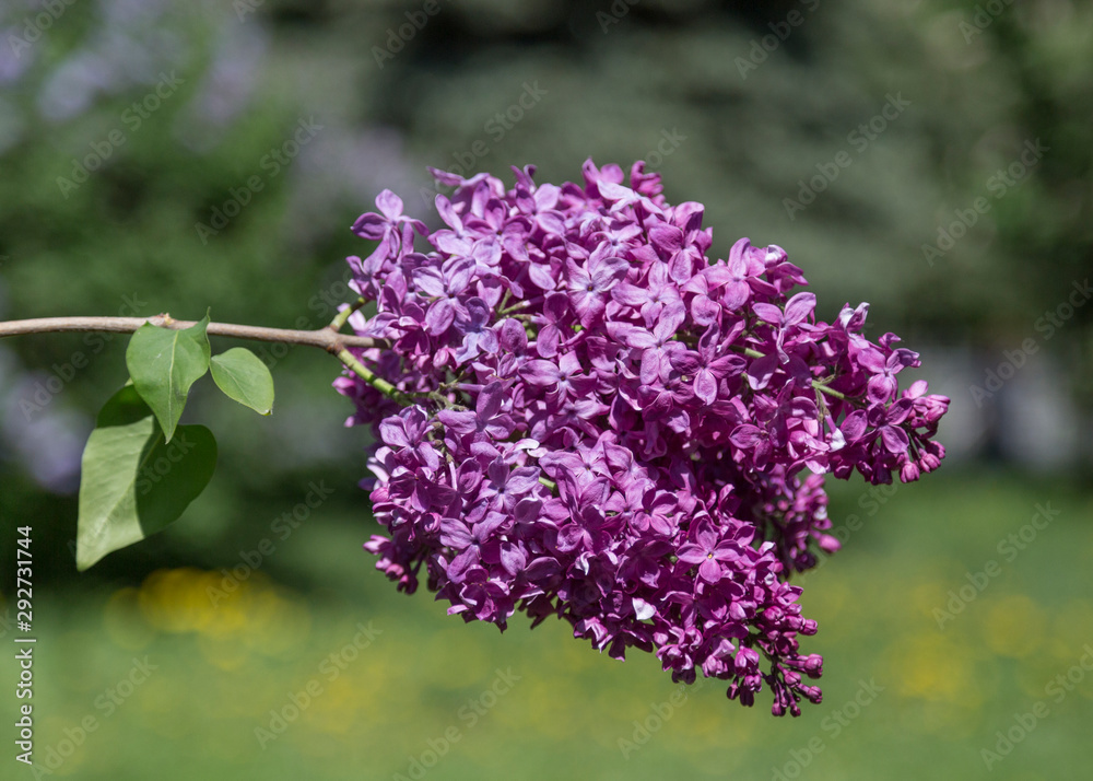 Purple flowering lilac bushes on a Sunny spring day in a city Park. Moscow, Russia Purple flowering lilac bushes on a Sunny spring day in a city Park. Moscow, Russia