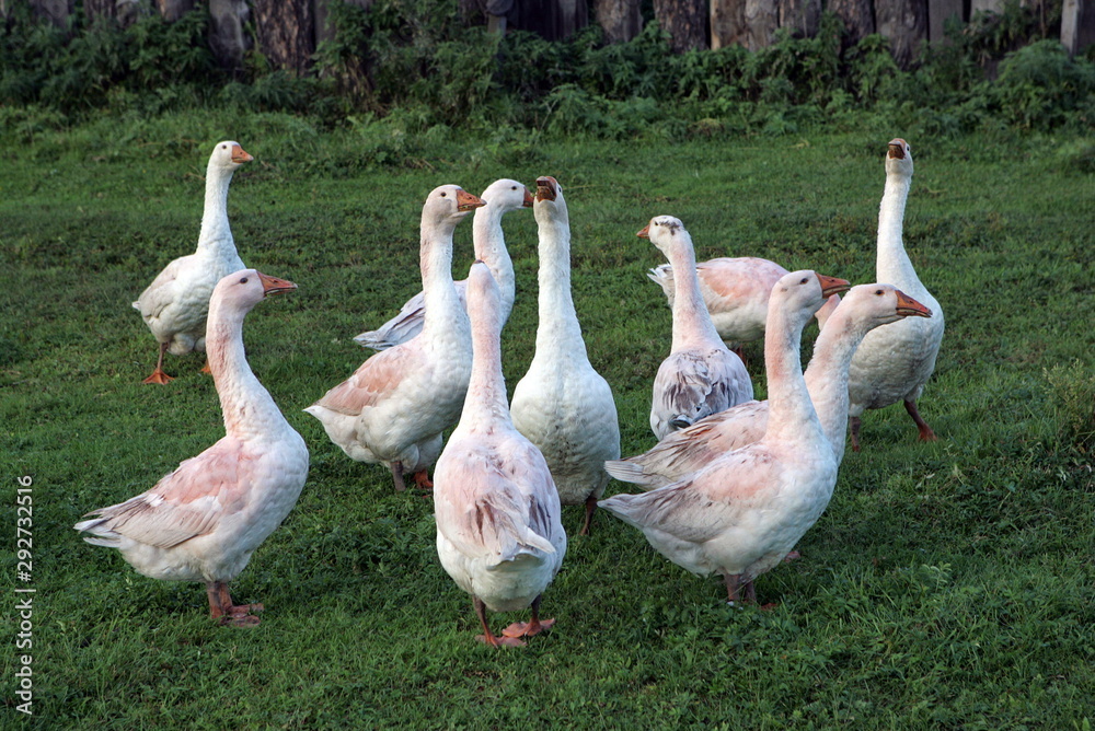 Obraz premium Domestics geese in the village