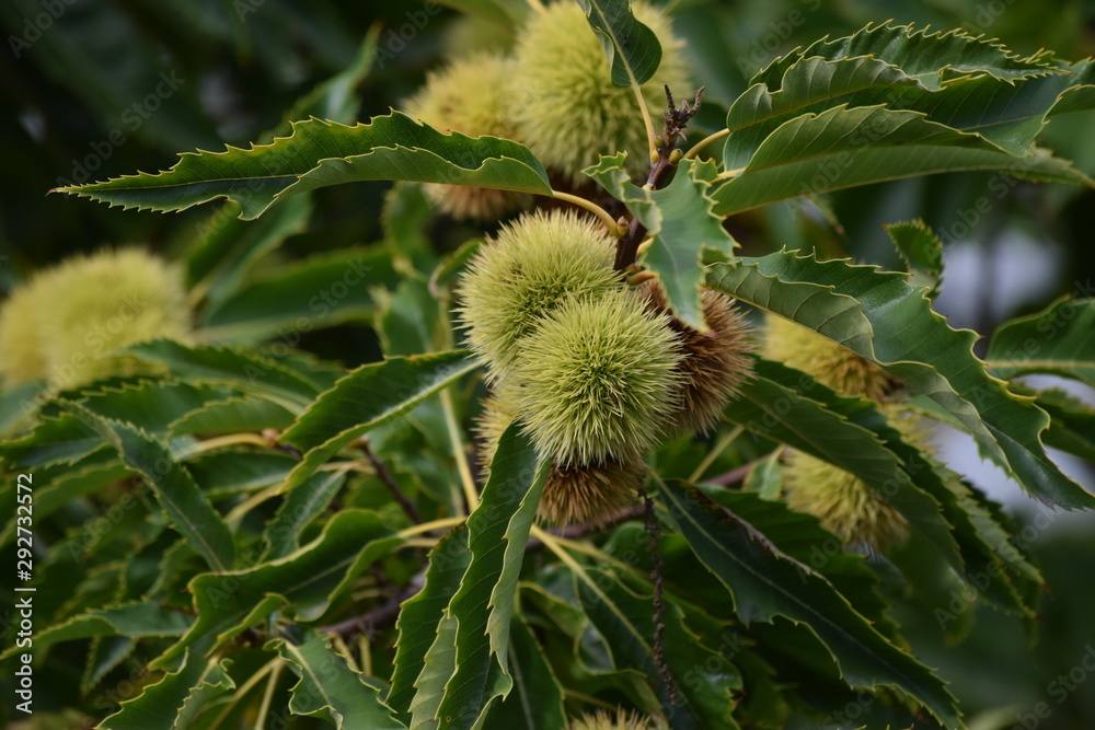 sweet Chestnut