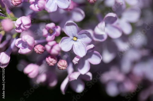 Delicate pink lilac flowers macro close - up in soft focus on blurred background. Botanical pattern.