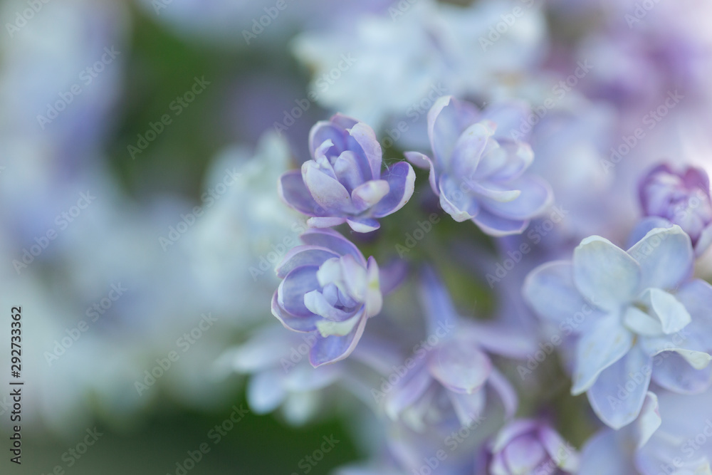 Delicate pink lilac flowers macro close - up in soft focus on blurred background. Botanical pattern. Delicate pink lilac flowers macro close - up in soft focus on blurred background. Botanical pattern.