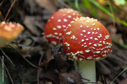 We collect mushrooms in the forest in autumn, fly agaric