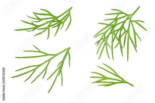 fresh dill isolated on white background. top view