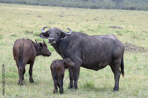 Cape buffalo family