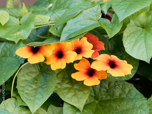 Thunbergia alata | Yellow flowers of black-eyed Susan vines tinged with orange and red,  brownish-purple center disk, between green leaves in heart shape photo