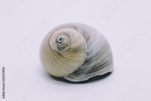 Spiral sea shell