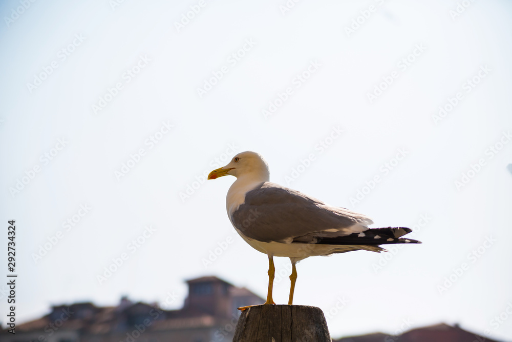A seagull sitting on a wooden pole, sky background behind of it. A seagull sitting on a wooden pole, sky background behind of it.