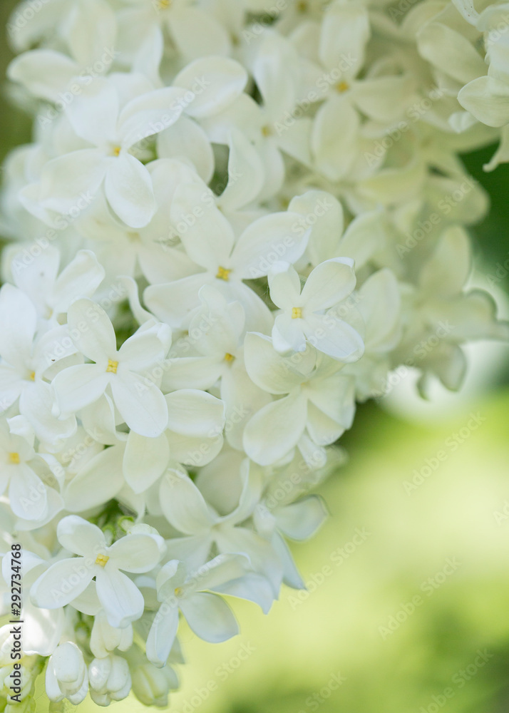 Delicate white lilac flowers macro close up in soft focus on blurred background. Botanical pattern. Delicate white lilac flowers macro close up in soft focus on blurred background. Botanical pattern.