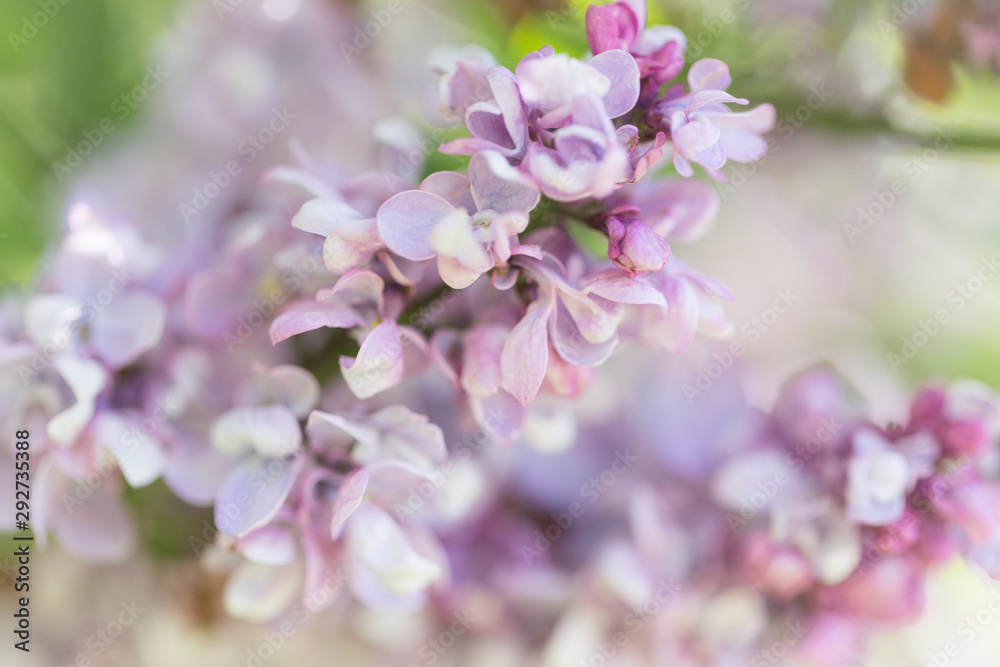 Blooming pink lilac flowers macro close-up in soft focus on a blurred background in a beautiful pattern of light and shadow on a Sunny spring day. Moscow, Russia