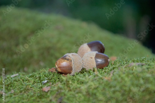 Several acorns on moss