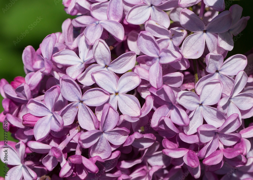 Blooming pink lilac flowers macro close-up in soft focus on a blurred background in a beautiful pattern of light and shadow on a Sunny spring day. Moscow, Russia