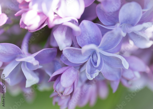 Blooming purple lilac flowers macro close-up in soft focus on a blurred background in a beautiful pattern of light and shadow on a Sunny spring day. Moscow  Russia