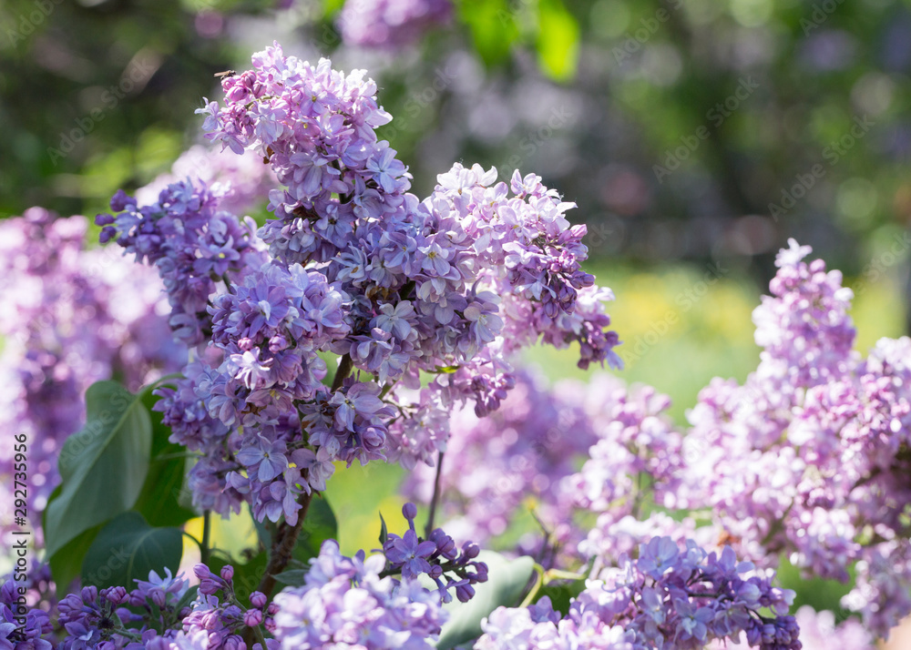 Bushes of pink and purple lilac with green leaves in the city Park on a Sunny spring day. Moscow, Russia Bushes of pink and purple lilac with green leaves in the city Park on a Sunny spring day. Moscow, Russia