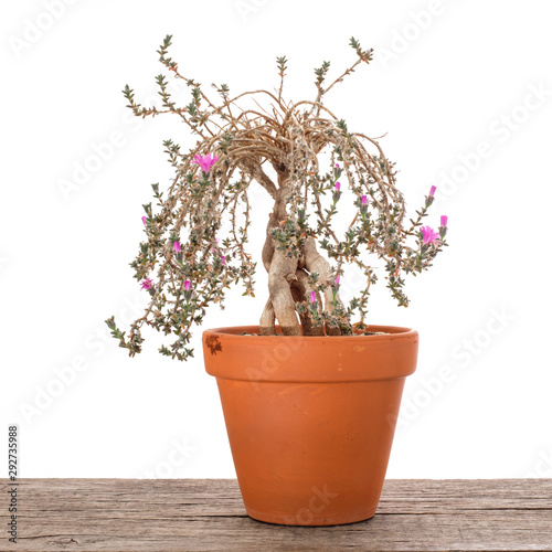 Trichodiadema bulbosum Sukkulente Pflanze photo