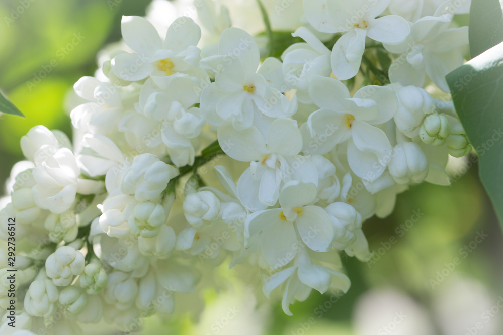 White lilac flowers close up on a blurred background on a Sunny spring day. Moscow, Russia White lilac flowers close up on a blurred background on a Sunny spring day. Moscow, Russia