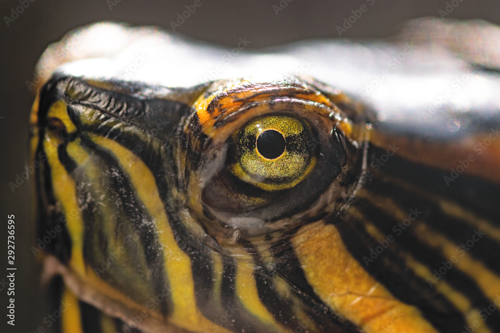 custom made wallpaper toronto digitalTrachemys dorbigni, Pond slider turtle reptile eyes closeup macro