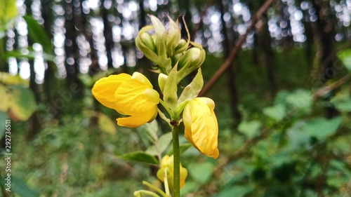 yellow flowers in the garden